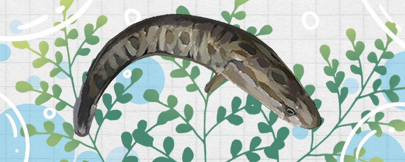 黑鱼刺多吗和草鱼哪个刺少(黑鱼刺多吗和草鱼哪个刺少些)