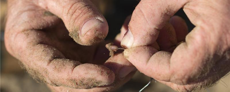 蚯蚓钓鱼效果好吗怎么钓鱼不招小鱼(蚯蚓钓鱼技术)
