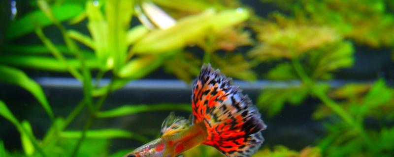 什么叫杂袍孔雀鱼怎么养(杂袍孔雀鱼啥意思)
