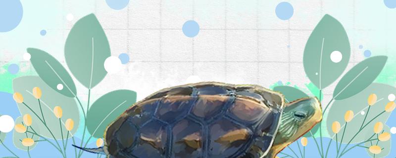 中华花龟公母区别图片