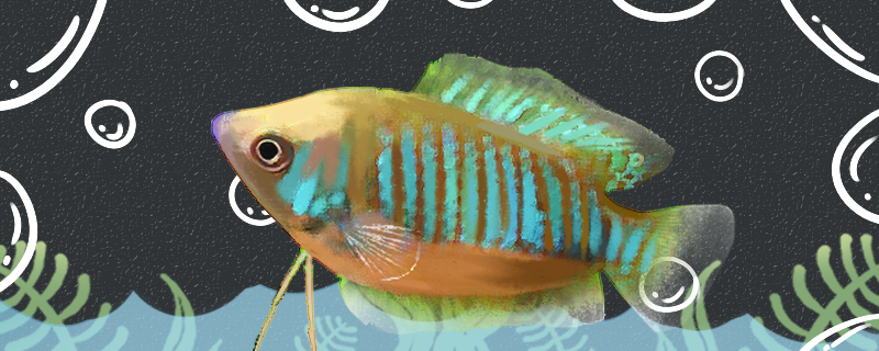 草莓丽丽鱼好养吗怎么养(草莓鱼吧)