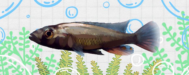 色鲁恩慈鲷好养吗怎么养的