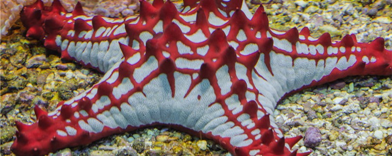 海星是什么动物是哺乳动物吗(海星是什么动物食肉动物)