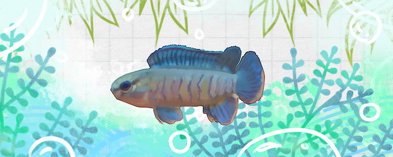 变色鱼好养吗怎么养(变色的鱼有哪些)