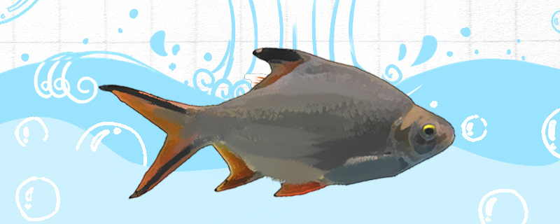 双线鱼能长多大能活多久(双线鱼最大能长多大?)