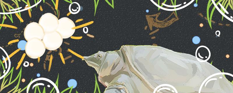 甲鱼晒太阳适合晒几个小时晒太阳有什么好处(甲鱼能晒太阳多久)