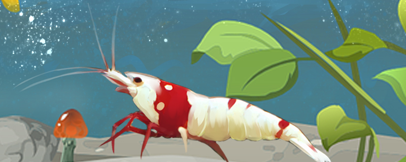 水晶虾怎么分公母公母能一起养吗(水晶虾怎么看公母)