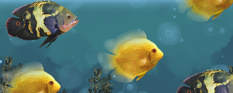 菠萝鱼能和什么鱼混养能和鹦鹉鱼混养吗(可以和菠萝鱼混养的鱼)