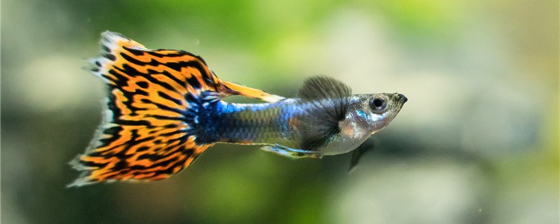 孔雀鱼尾巴开叉还能长好吗怎么治疗能长好(孔雀鱼尾巴开叉用什么药怎么处理)