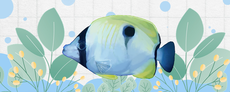 单斑蝴蝶鱼好养吗怎么养(斑带蝴蝶鱼)