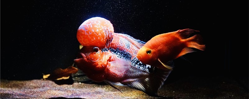 热带鱼生小鱼前的征兆热带鱼繁殖方法(热带鱼要生小鱼的前兆)