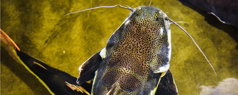 鲶鱼长得快吗一年能长多大(鲶鱼能长到多长)