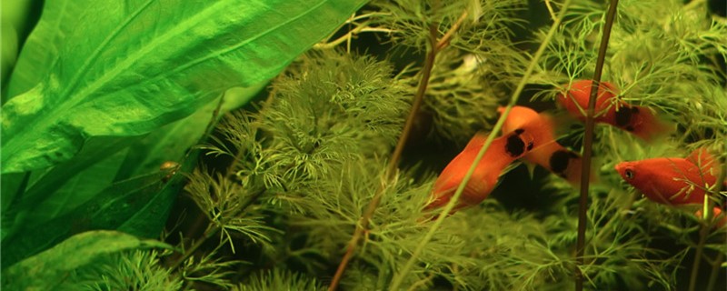 米奇鱼会吃自己生的小鱼吗生下的小鱼要和亲鱼分开养吗(米奇鱼生下来会游吗)