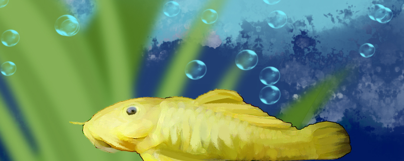 黄金达摩鱼好养吗怎么养(黄金达摩属于啥品种)