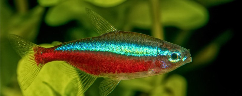 宝莲灯鱼怎么养能发色吃什么发色好(宝莲灯鱼会变色吗)