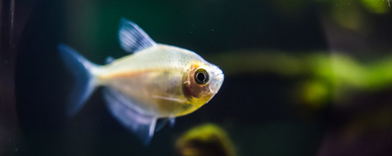 奄奄一息的鱼怎么救活救活病鱼有哪些步骤(奄奄一息的鱼可以吃吗)