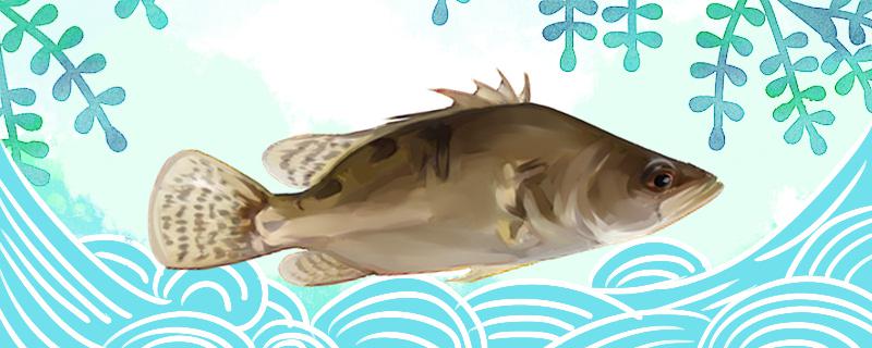 海桂鱼和淡水桂鱼一样吗有什么区别(海桂鱼和桂鱼的区别)