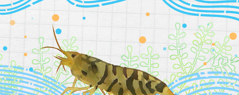 米虾好养吗怎么养(米虾繁殖条件)