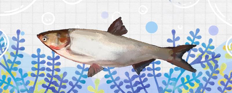 手竿钓鲢鱼用什么漂怎样调漂(手竿钓鲢鳙用什么漂较合适好用)