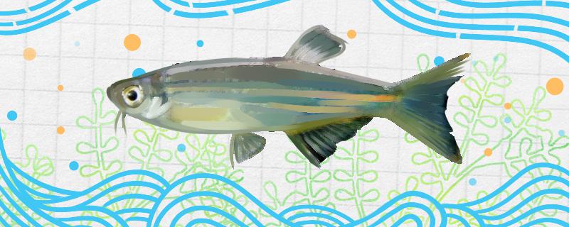 月光斑马鱼好养吗怎么养(月光斑马鸭嘴)