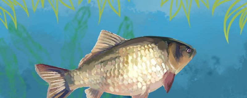 夏天水库钓鲫鱼用什么饵料最好用什么打窝(夏天水库怎么钓鲫鱼)