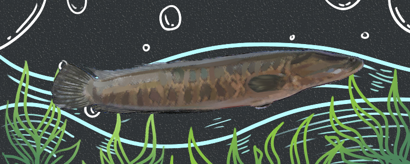 生鱼是什么鱼是淡水鱼吗(生鱼是一种什么鱼)