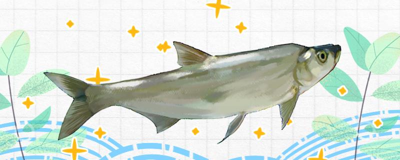 钓翘嘴鱼鱼用什么饵料用什么钩子最合适(钓翘嘴用什么鱼饵好)