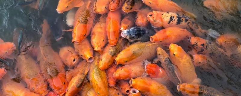 鱼塘什么时候不需要喂食鱼塘怎么喂食(鱼塘什么时候用什么药)