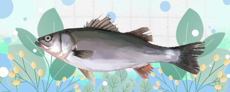 鲈鱼晚上开口吗能钓吗(鲈鱼晚上开口吗能钓吗图片)