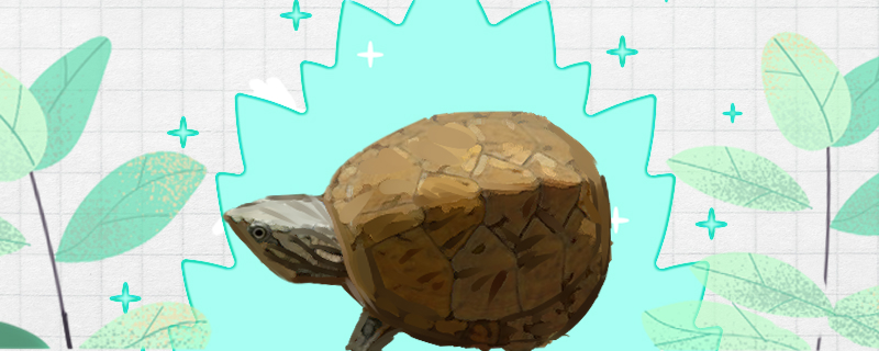 密西西比麝香龟好养吗怎么养(密西西比泥龟百科)