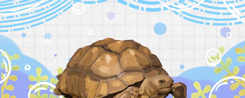 苏卡塔尔陆龟怎么养养苏卡达陆龟要注意什么(苏卡塔尔陆龟养殖方法)