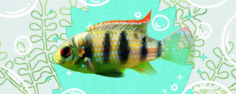 托氏变色慈鲷好养吗怎么养(托氏变色慈鲷好养吗怎么养活)