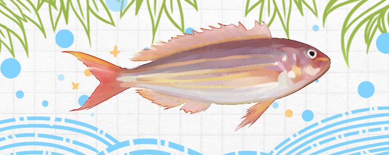 金线鱼是什么鱼生活在哪里(金线鱼的功效和作用)