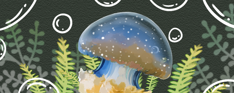 赤月水母能碰吗碰了会不会中毒(赤月水母有没有毒)