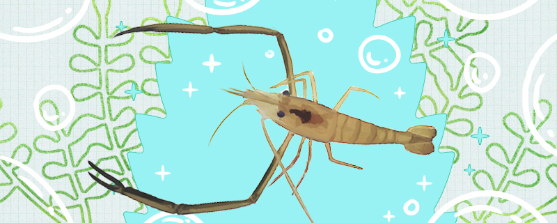 一只虾能繁殖吗一只虾怎么繁殖(一只虾要生多少宝宝)