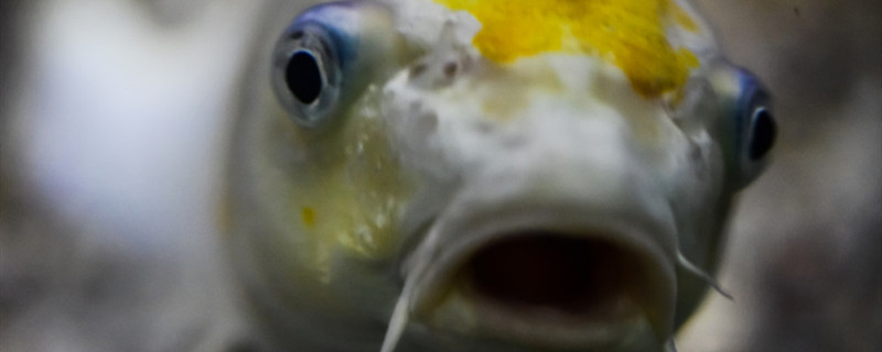 鱼靠什么觅食鱼类有哪些感觉(鱼靠什么觅食和防御敌害)