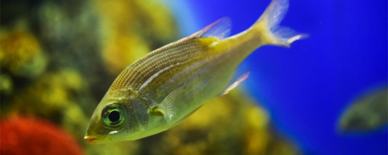 鱼缸下水堵了怎样清理鱼缸过滤器用什么好(下过滤鱼缸排水堵了)