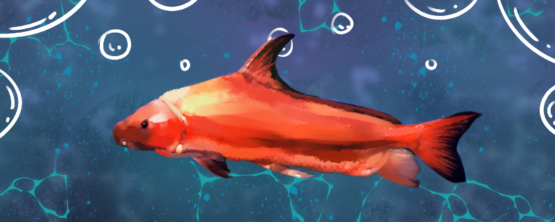 胭脂鱼好养吗怎么养(胭脂鱼好养不)