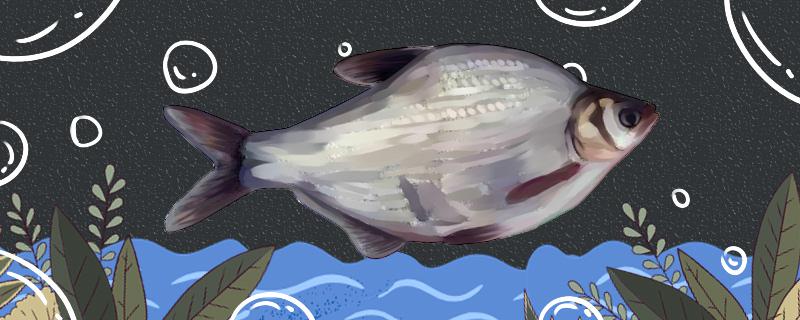 水深1米能养鱼吗浅水养鱼有什么风险(水深一米能养鱼吗)