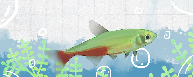 火兔灯鱼好养吗怎么养(火兔灯鱼凶吗)