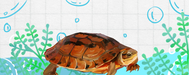 三线闭壳龟好养吗怎么养(三线闭壳龟的种类)