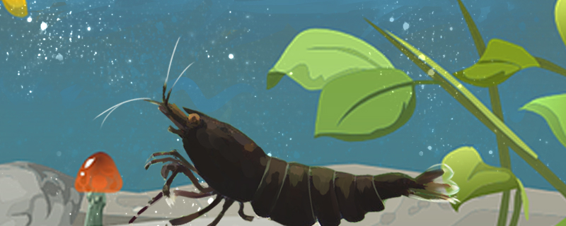 如何防止小虾被水泵吸走小虾怎么养(如何防止虾被鱼吃)