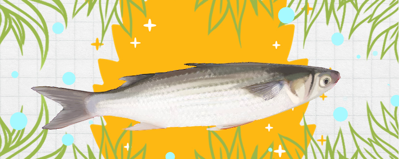 乌头鱼是海鱼还是淡水鱼生活在哪里(乌头鱼是淡水鱼还是海水鱼)