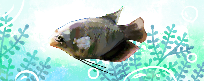 长丝鲈鱼好养吗怎么养(丝鲈科观赏鱼)