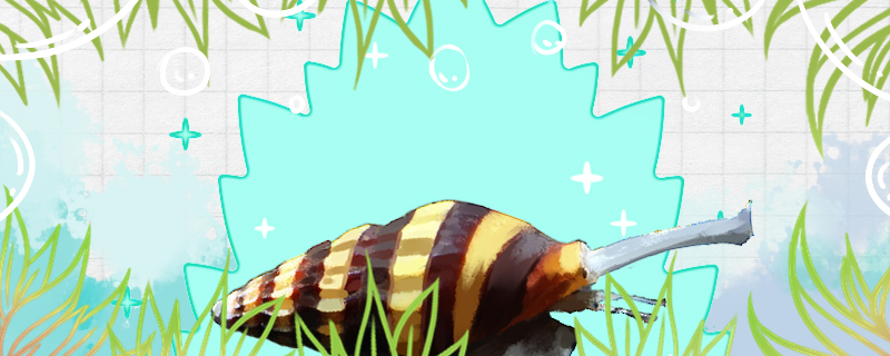 杀手螺入缸需要注意什么入缸多久能适应(杀手螺会爆缸吗?)