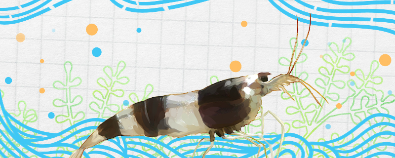 蜜蜂虾好养吗怎么养(蜜蜂虾是什么)