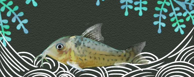 阿卡西鼠鱼好养吗怎么养(阿卡西混养)