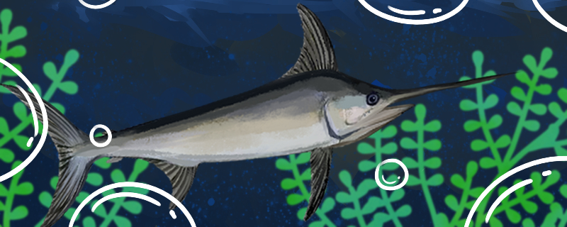 剑鱼吃什么可以吃小鱼吗(剑鱼喜欢吃什么东西)