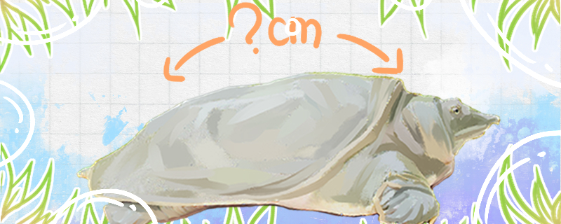 甲鱼能长多大多大能分出公母(甲鱼能长多少厘米)