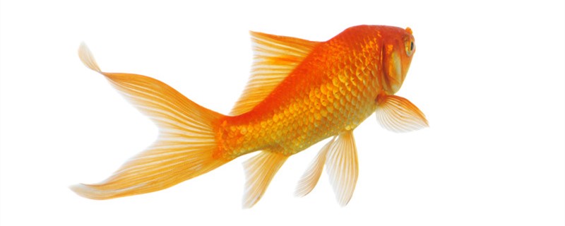 金鱼能和孔雀鱼混养吗能和锦鲤混养吗(金鱼能与孔雀鱼混养吗)